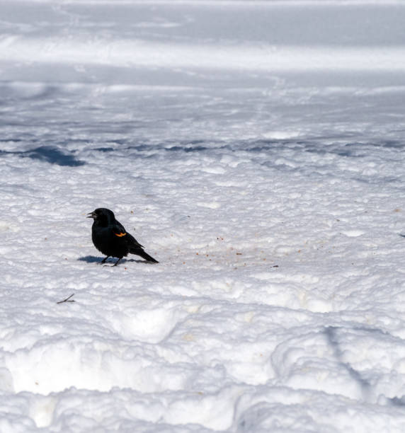 istock Red winged black bird in the snow with bokeh effect 1326625305