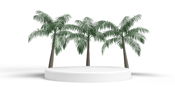Palm plants for garden decoration on isolated white background  with clipping path.
