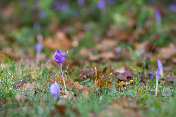 istock Crocus flower in the morning, autumn scene 1326627057
