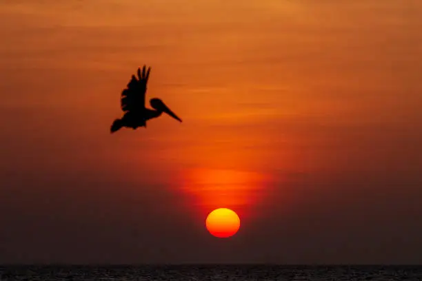 A pelican flies during a sunset on the Yucatecan coast