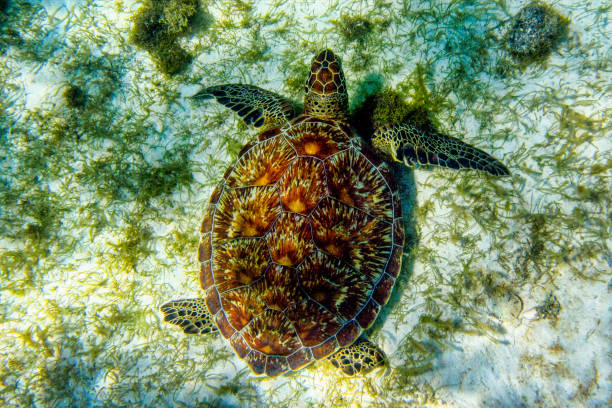 Saint Vincent and the Grenadines, Green Sea Turtle swimming in the Caribbean Sea, Tobago Cays at Lesser Antilles Saint Vincent and the Grenadines, Green Sea Turtle swimming in the Caribbean Sea, Tobago Cays at Lesser Antilles. tobago cays stock pictures, royalty-free photos & images