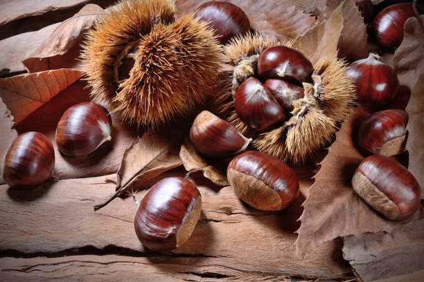 concha de espinas castañas, en ambiente natural otoñal. - castaña fotografías e imágenes de stock