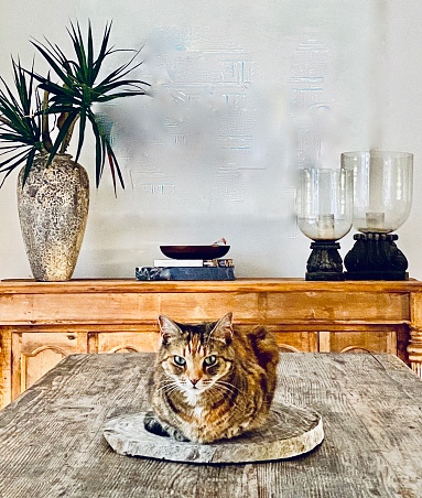 Vertical still life interior of tabby cat sitting on wood table with white rustic texture pattern wall background and hand crafted display ornaments on display