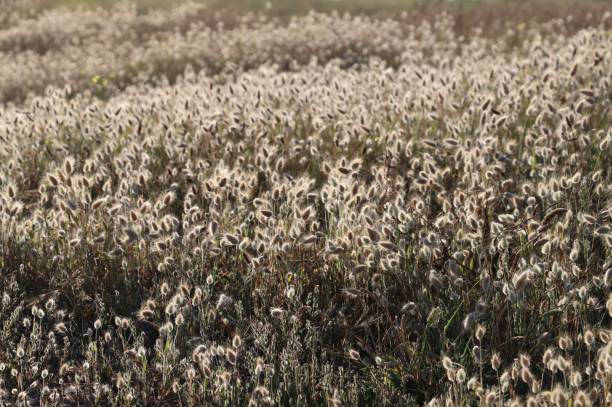 istock Lagurus ovatus in Brittany 1326633842