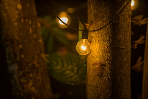 istock Moths Flying Around Lightbulb Dark summer night of tropical Rainforest ecosystems with light from illuminated wings of bug swarm 1326633943