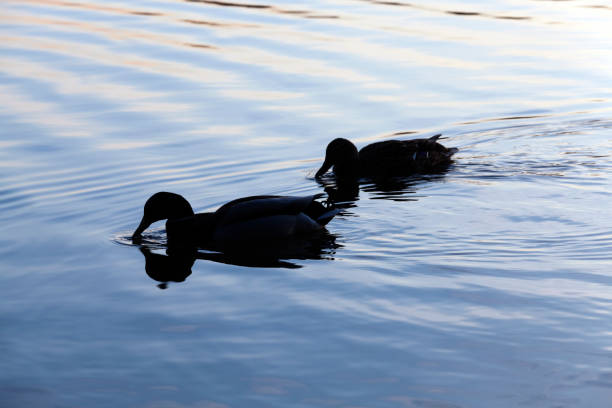 istock waterfowl wild birds ducks in the wild 1326635049
