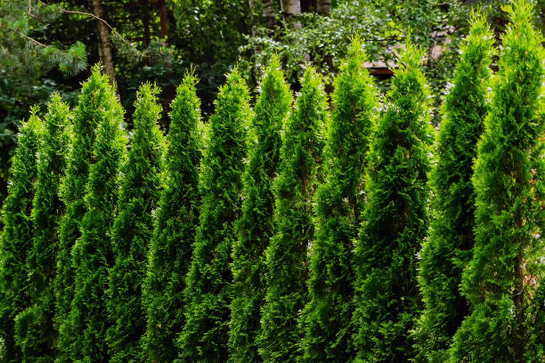 Small tui trees, cypresses stand next to each other. Against a background of other greenery.
