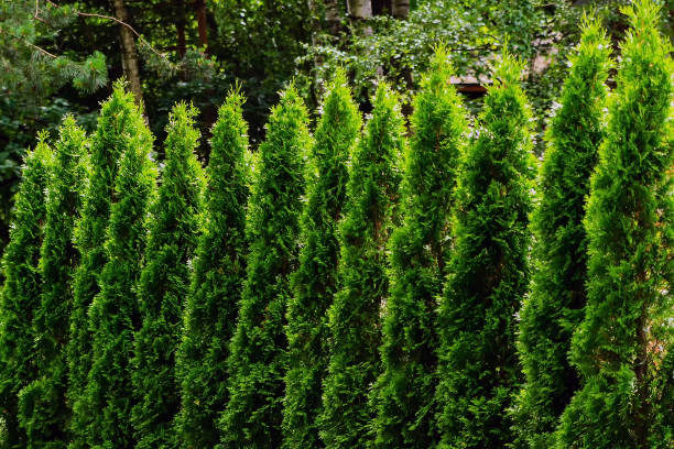 Small tui trees, cypresses stand next to each other. Small tui trees, cypresses stand next to each other. Against a background of other greenery. thuja occidentalis stock pictures, royalty-free photos & images