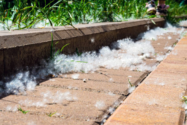 Poplar fluff on the pavement next to the curb.