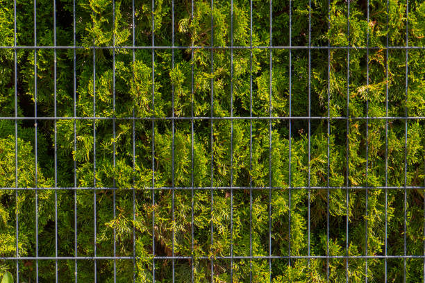 istock Green thuja hedge behind a metal fence 1326636187
