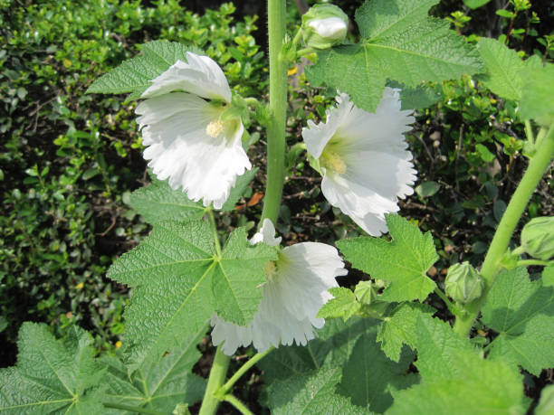 istock white hollyhock Flowers 1326636934
