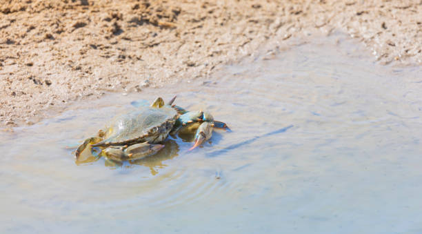 istock Blue Crab (Callinectes sapidus), Atlantic blue crab on the sand, Gava, Barcelona´s beach 1326637131