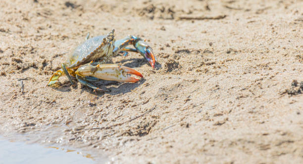 istock Blue Crab (Callinectes sapidus), Atlantic blue crab on the sand, Gava, Barcelona´s beach 1326637193