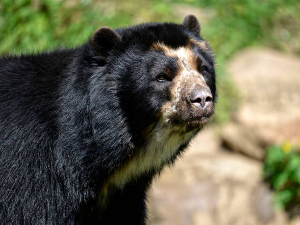 Foto gratis Oso de anteojos para descargar | FreeImages Foto gratis Oso de anteojos para descargar | FreeImages