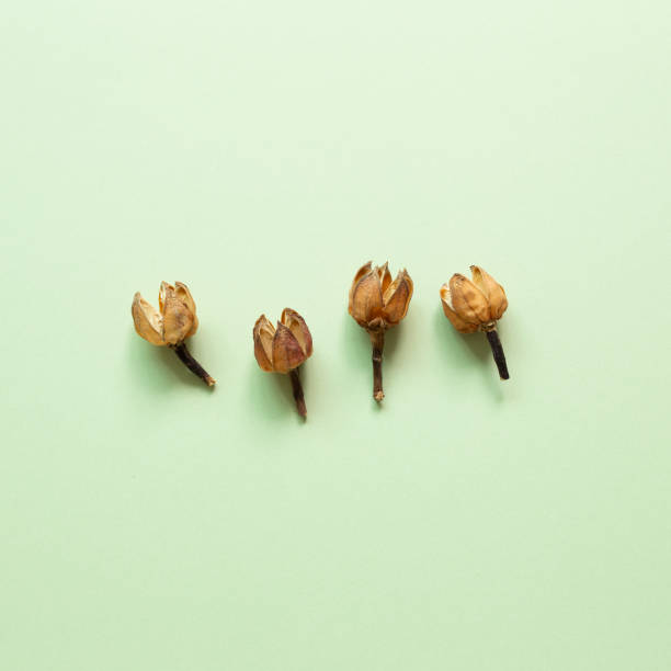 istock Brown dry flowers on green background. flat lay, top view, copy space 1326639631