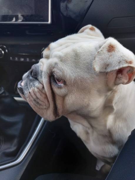 istock English bulldog 1326639861