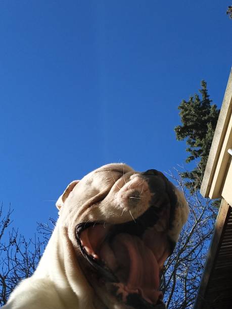 istock English bulldog 1326639987