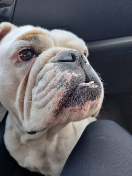istock English bulldog 1326640524