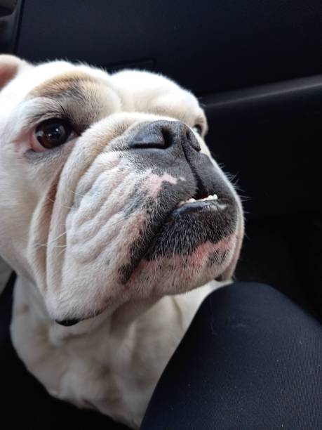 istock English bulldog 1326640582