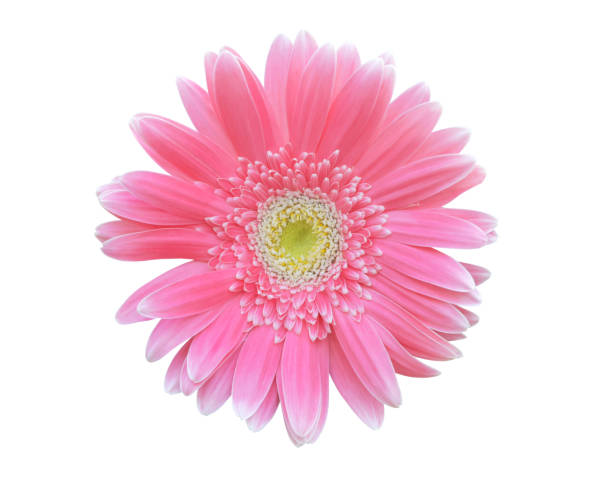 istock Vibrant bright pink gerbera daisy flowers blooming isolated on white background 1326640976