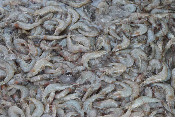 istock Group of raw sea shrimp prawn at fresh market for pattern background. 1326641079