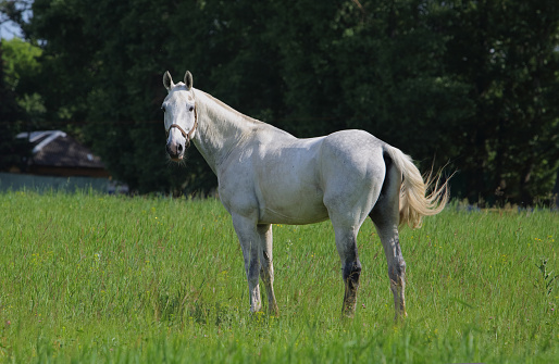 Holsteiner dapple grey horse portrait in summer green background