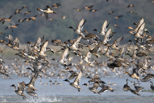 Northern Pintail Ducks Are Flying Over The