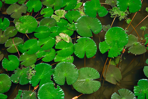 istock Green lily leaves on the water surface 1326643156