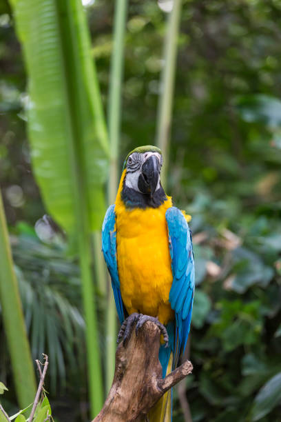 istock The lovely parrot in the zoo 1326643280