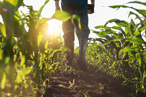 Vista de ángulo bajo a los pies de los agricultores con botas de goma caminando a lo largo de los tallos de maíz photo