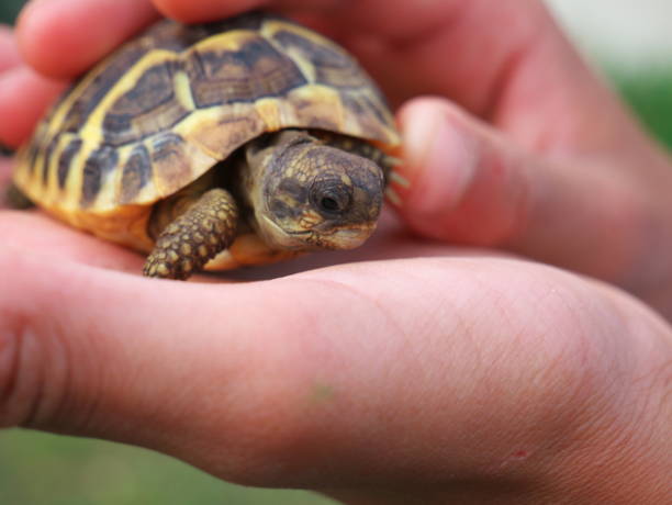 istock Closeup shot of hands holding a small tortoise 1326644526