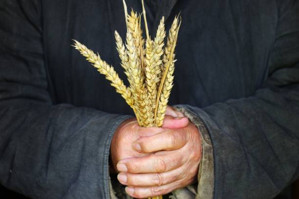istock Poor man holds ears of wheat in his hand 1326645586