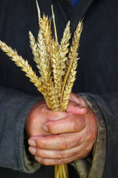 istock Poor man holds ears of wheat in his hand 1326645601