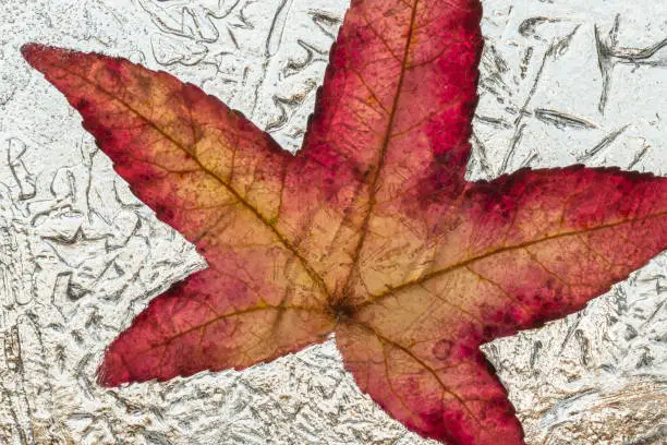 Beautifully colored leaf of an amber tree which is frozen in a block of ice