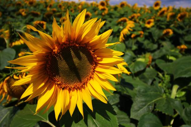 istock Sunflower growing plantation close up 1326645826
