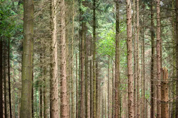 Forest with trunks of coniferous trees in the Netherlands as background photo
