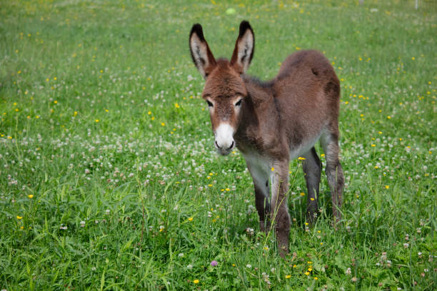 burro joven en campo verde campo granja animal bebé jackass ganado - orejas de burro fotografías e imágenes de stock