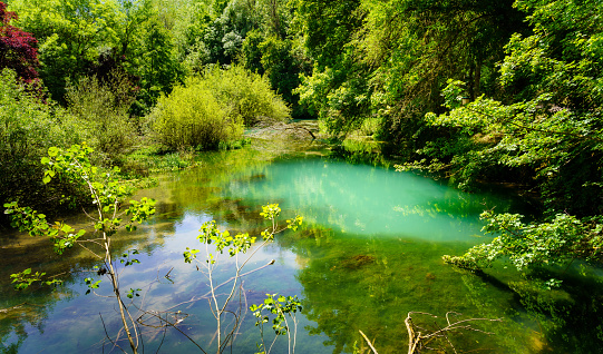 Enchanted green forest corner with river with reflections in the water.