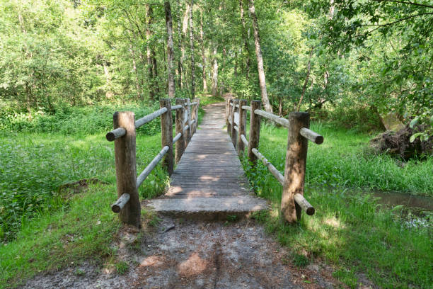 istock a wooden bridge made of tree trunks 1326646859