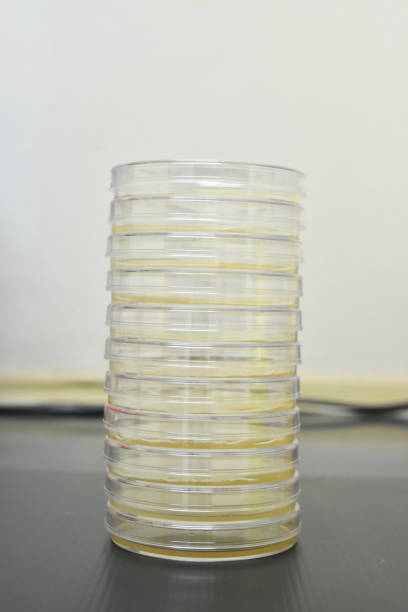 istock Petri dishes filled with colorful agar growth medium. 1326646898