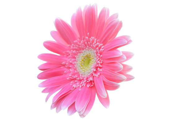 istock Vibrant bright pink gerbera daisy flowers blooming isolated on white 1326646966
