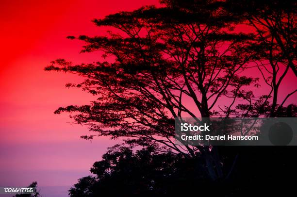 Red Sunset And Tree Silhouette Penang Malaysia Stock Photo - Download Image Now - Asia, Color Image, Dawn