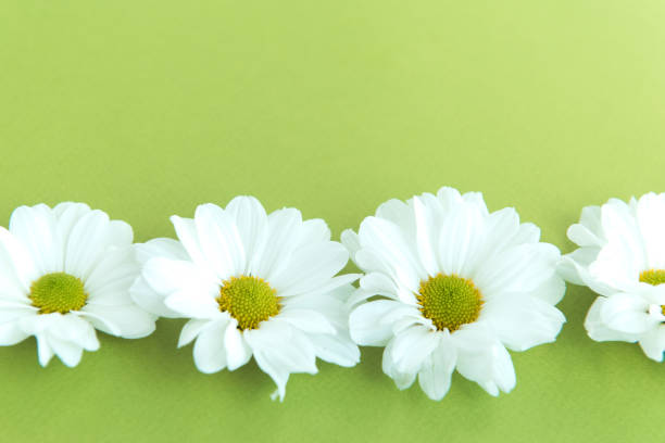 istock white daisy flower border close-up on green background 1326648096