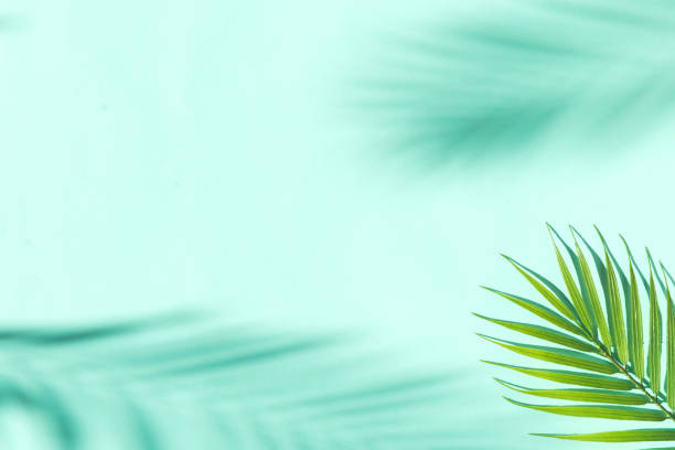 istock summer backrgound with palm tree leaves and shadows 1326648206