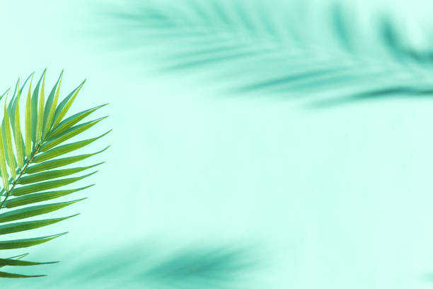 istock summer backrgound with palm tree leaves and shadows 1326648239
