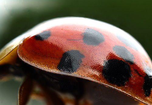 A beautiful ladybug on a leaf. The picture has a lot of space for text.