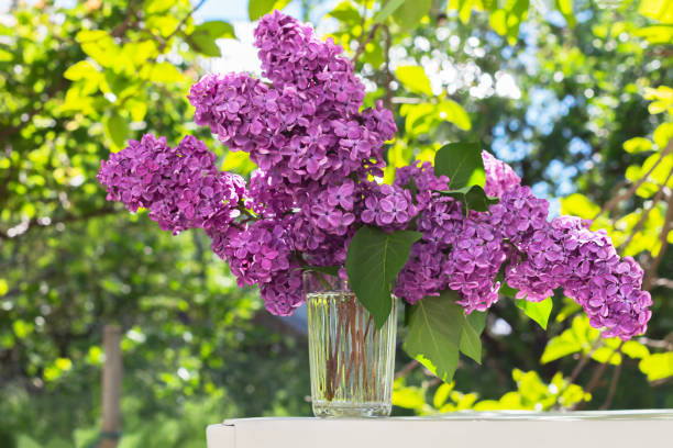 bouquet of delicate lilac flowers. - mor leylak stok fotoğraflar ve resimler