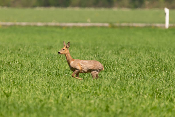 istock Running deer in Switzerland 1326650475