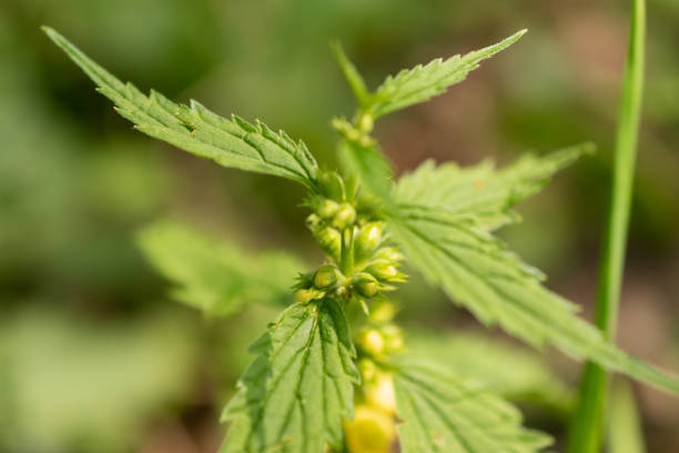 Oberriet, Switzerland April 28,2021 Nettle with green leafs close up