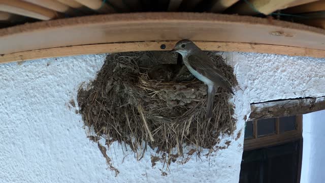 Swallows bring food to small birds in the nest. Swallow's nest under the roof of the house. Juvenile birds Swallow.
